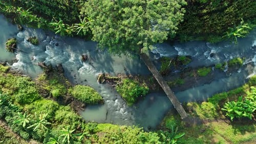 Drone footage from top of green plantation and river with small bridge