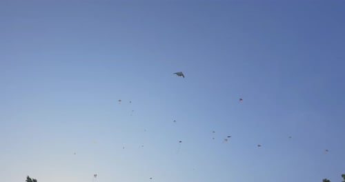 Shot of kites flying in the wind during a very beautiful day with no clouds during the day.