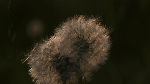 Flauschige Pusteblumen, kreativ, kleine Blumen, die in der Sonne beleuchtet werden, stehen vor Green Young