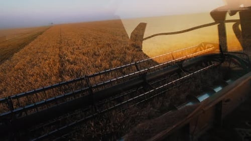 Harvesters for Harvesting Grain While Working View From the Combine Harvester Cab Harvesting