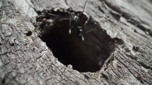 Des fourmis sortent du trou dans le bois