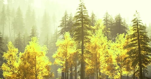 Golden Trees in a Misty Forest During Autumn Morning Light