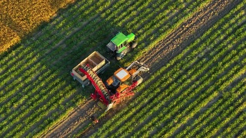 Ernteansturm an einem sonnigen Tag, während die Maschinen auf den üppig grünen Feldern arbeiten