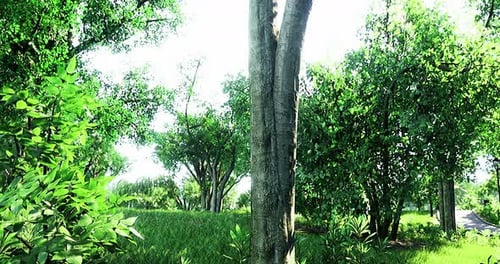 Paysage verdoyant avec des arbres vibrants sous un ciel ensoleillé