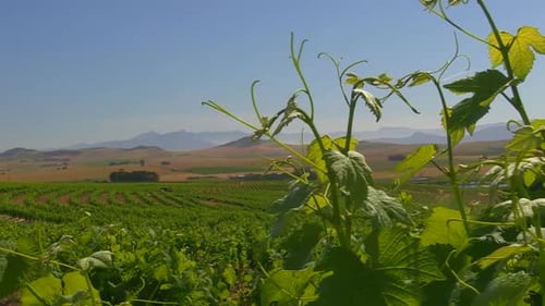 Tracking shot of vines in the vineyard