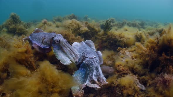 Giant Australian Cuttlefish Sepia apama Migration Whyalla South ...