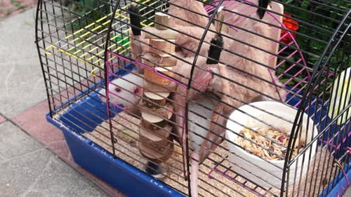 The View Inside the Cell White Rats in a Cage Outdoor