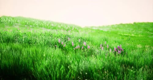 Lush Green Meadow Filled with Wildflowers Under a Serene Sky