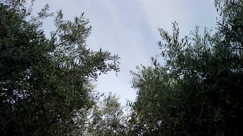 Spanish Olive Tree Branches Sway in Wind with Blue Sky, Low Angle Static Shot