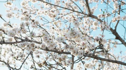 Arriving Of The Spring With Almond Flowers