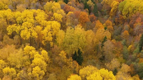 Flight Over the Autumn Forest Crowns of Trees with Yellow Foliage Deciduous Forest in the Fall Fall