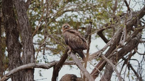 Wahlberg's Eagle Perched on Branch and Taking Off, Slow Motion
