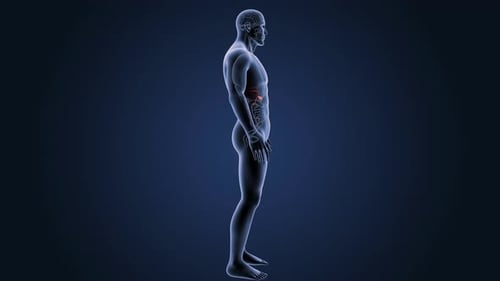 3D Human Anatomy Model Rotation Highlighting the Gallbladder