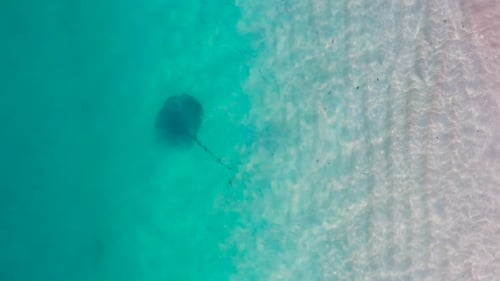 Vue aérienne d'une raie nageant sur un fond sablonneux aux Maldives