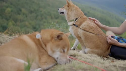 Two Shiba Inu Dogs Resting on the Top of a Mountain