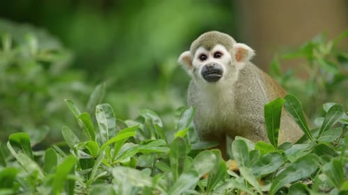 Squirrel Monkey Sitting Among Green Leaves