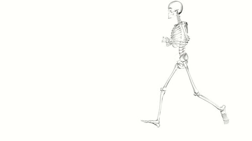 Human skeleton running in motion on white background