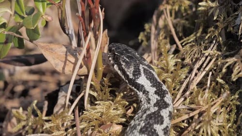 Close Up of a Black and White Snake