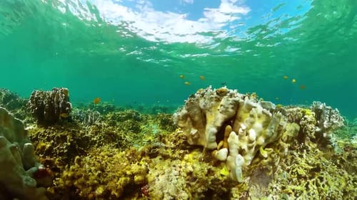 Underwater Coral Reef with Tropical Fish