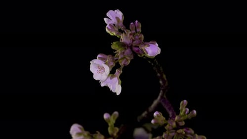 Closeup of branch with apple blossoms