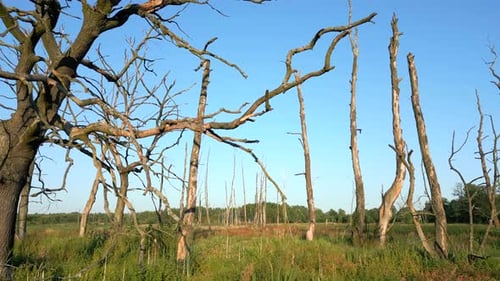 Trockene Bäume im Wildnisgebiet