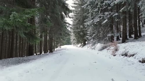 Aerial Forward View of Snowy Winter Road Lined with Pine Trees