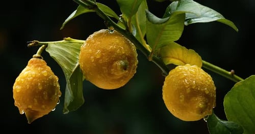 Rain on Lemon fruits on tree, Southern France, Occitania, France