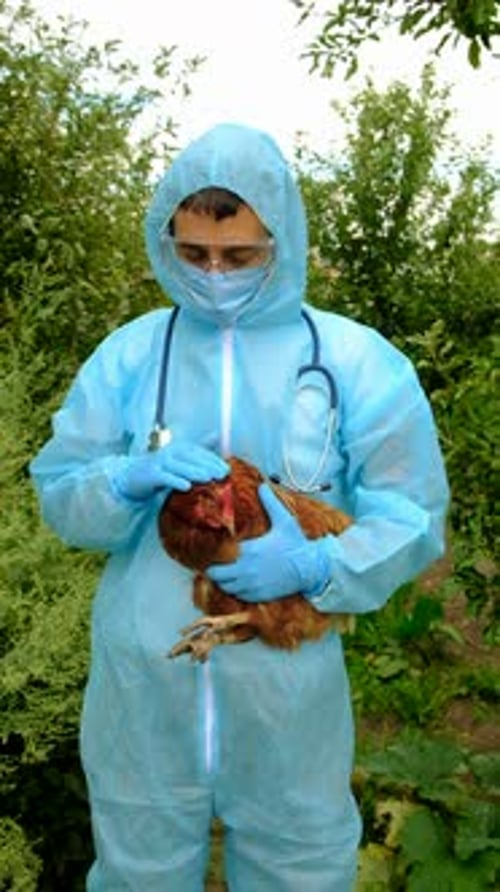 Man in Protective Suit Examines Chicken Outdoors