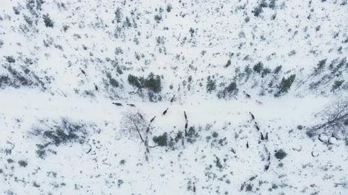 Migrating Lapland Deer traversing Nordic Frozen land in Sweden - Birds eye Aerial wide shot view