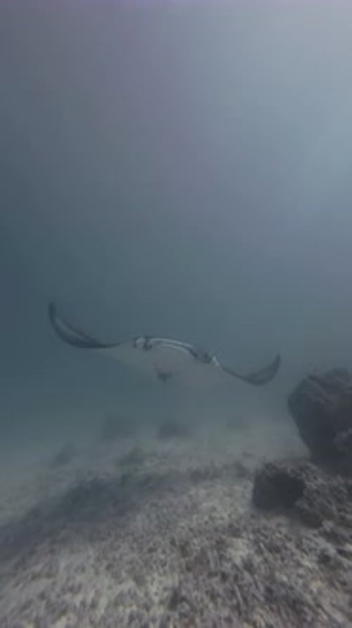 Graceful Manta Ray Gliding through Ocean Depths