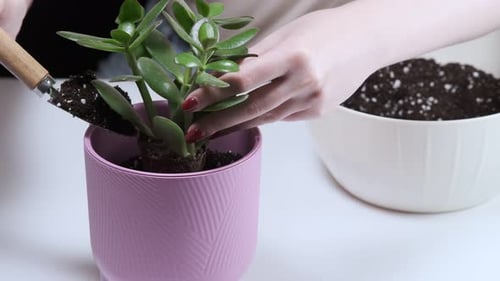 Close-up of a woman transplanting a flower into a purple pot with her hands. Sprinkle soil with fert