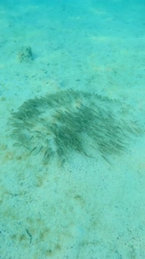 Vue de dessus d'un banc d'anguilles rayées et de poissons-chats nageant comme des vagues sur les fonds sablonneux