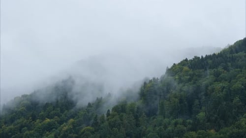 Misty Mountain Landscape with Lush Green Forest | Foggy Wilderness in 4K
