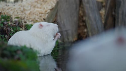 Albino Nutria is Looking for Food on River Bank Scene of Wild Nature and Tranquility of Nature