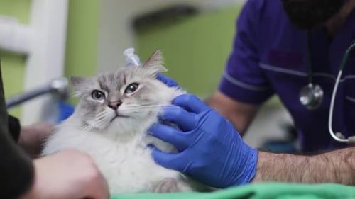 Doctor of Vet Clinic Giving Shot with Vaccine to Scottish Fold Beautiful Fluffy White Cat with Blue