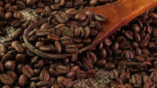 Roasted coffee beans in spoon side view. Wooden spoon with coffee beans in burlap bag rotates