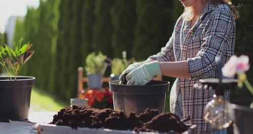 Woman gardening and putting soil in pots