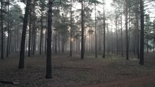 In The Morning Foggy Pine Forest