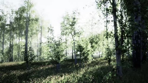 Birch Trees and Grass in Forest