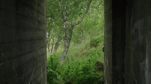 Gimbal shot moving through bunker towards lone birch tree at coastal battery.