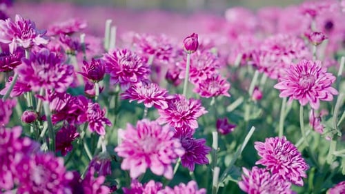 Many beautiful pink flowers. Summer day in an incredibly beautiful flowering garden.