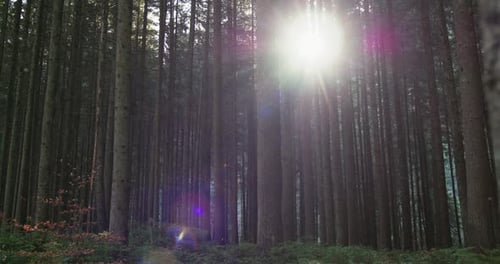 Sunburst Through Forest Trees with Lens Colorful Magenta Flare in a Close Up Low Angle View of the