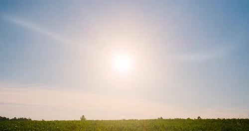 Corn field in the middle of the day under the scorching sun