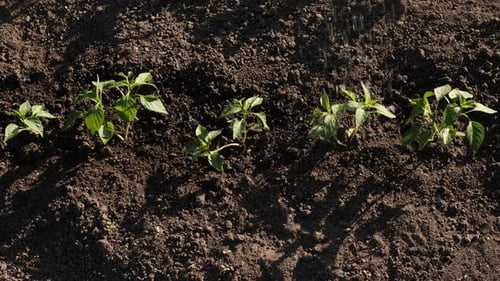 Backyard Vegetable Garden Watering Seedling Soil Farm Garden Rows of Plants Water Drops on Pepper