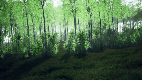 Panorama of Birch Forest with Sunlight