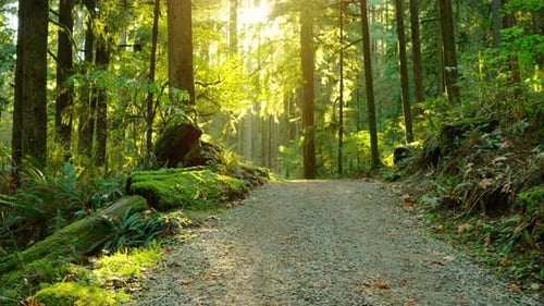 Moving Through the Lush Green Forest Along the Path Stunning Canadian Nature