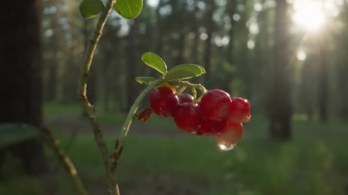 Red Currants Gleaming in Forest Sunligh