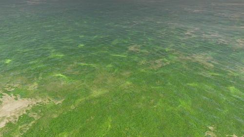 Mossy Shore Of The Sea