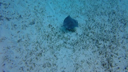 Majestic Stingray Swimming Underwater Across Ocean Floor