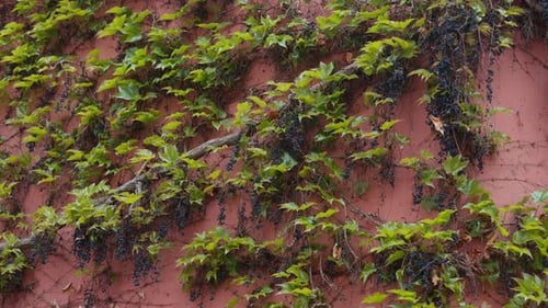 Wilde Efeurebe mit dunklen Beeren, die auf rustikalem rosa Wandhintergrund wachsen